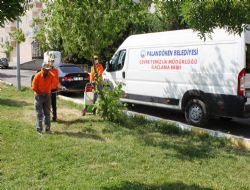 Palandöken'de ilaçlama seferberliği